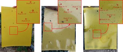 SRNet-YOLO: A model for detecting tiny and very tiny pests in cotton fields based on super-resolution reconstruction